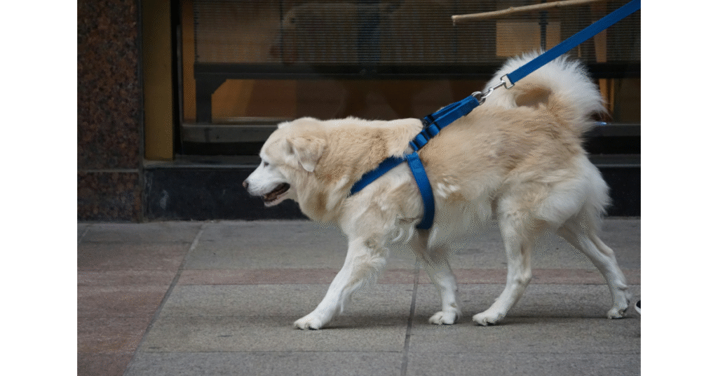 Big dog on a walk using one of the best dog leashes for large dogs