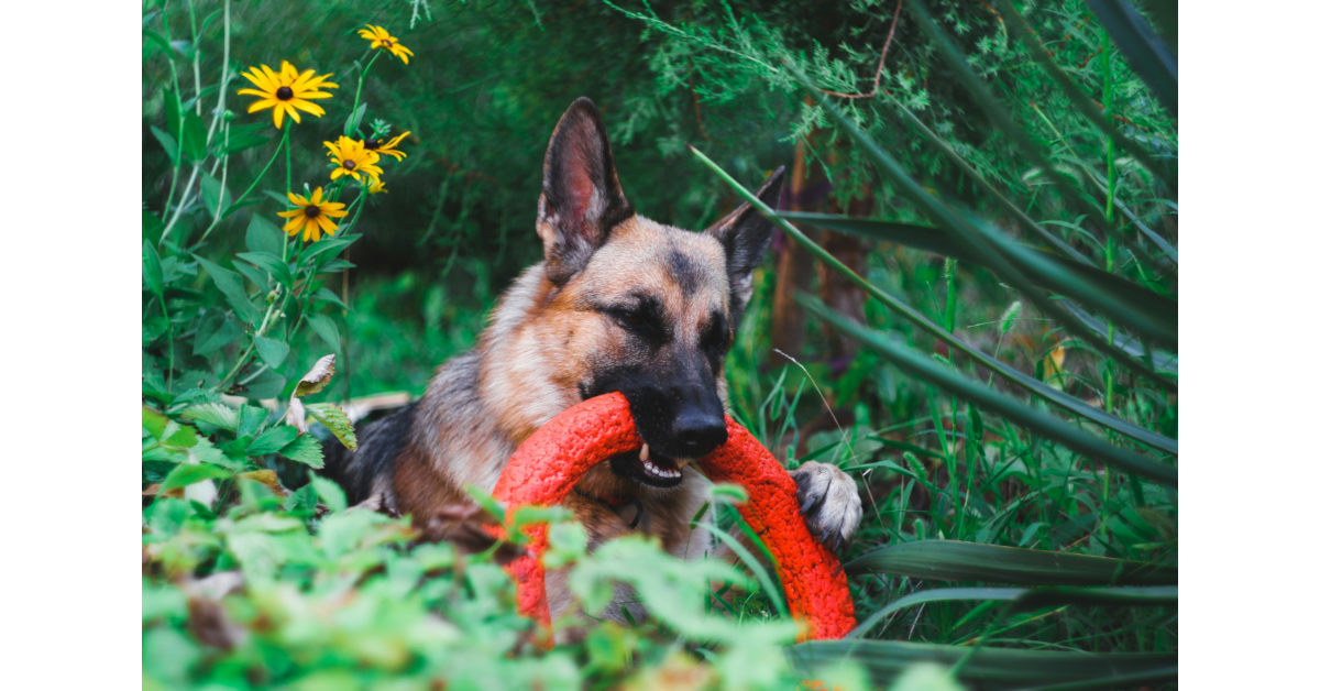 Tough rubber dog toy for aggressive chewers