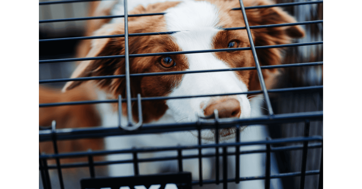 Dog resting in a crate – how long can a dog stay in a crate safely