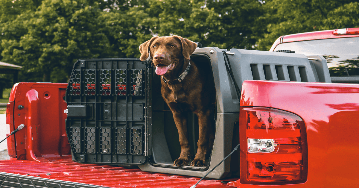 Best dog crates for large dogs