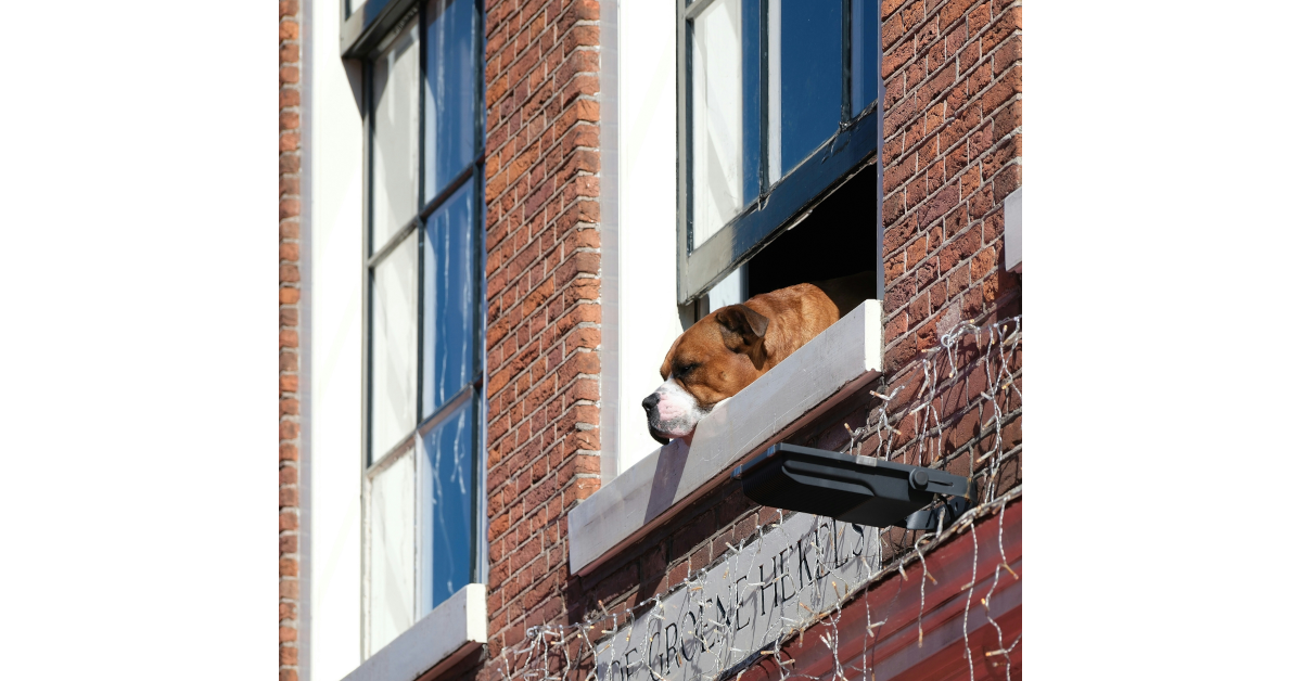 Apartment setup for big dogs with crate, bed, and toy corner in a small living room