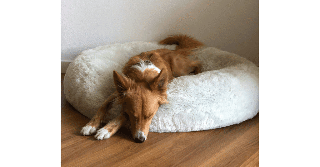 Dog sleeping on white bed