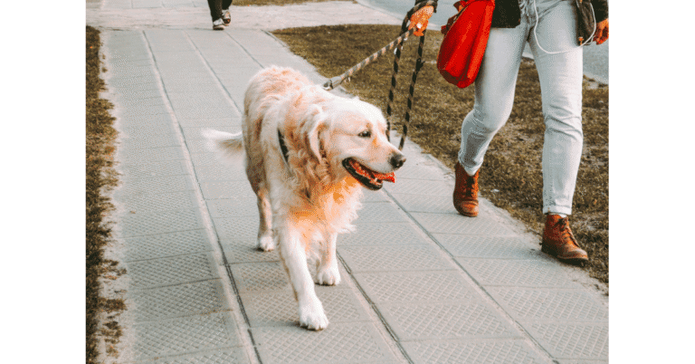 Large dog walking on a loose leash beside owner in a city park – leash training for large dogs