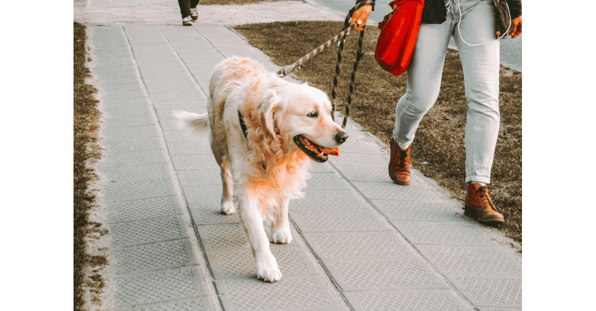 Large dog walking on a loose leash beside owner in a city park – leash training for large dogs