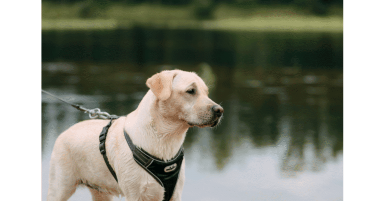 Everyday gear for large dogs