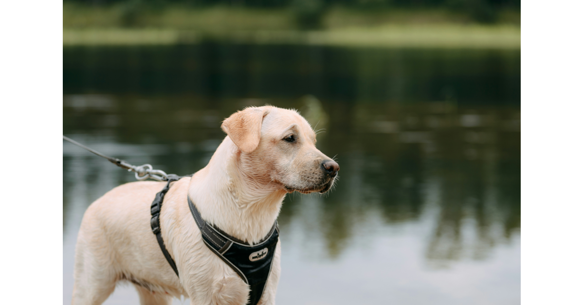 Labrador dog wearing harness and leash