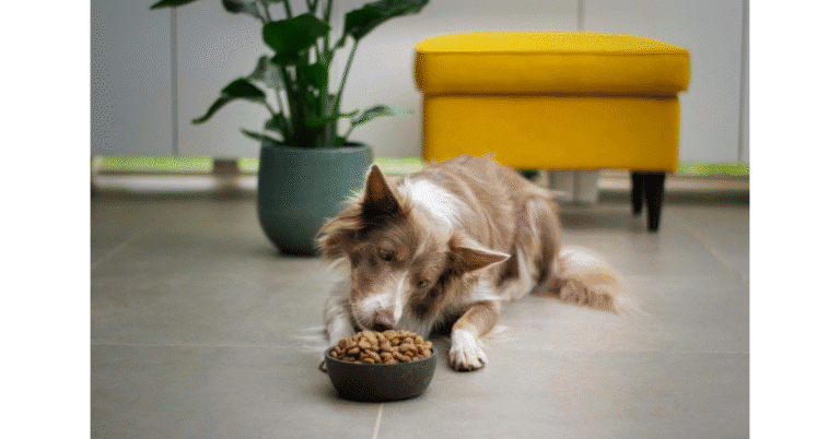 dog bowl size for large dogs with raised stand and water bowl