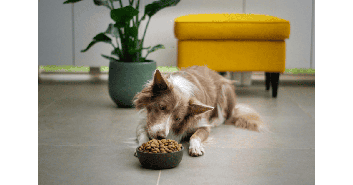 dog bowl size for large dogs with raised stand and water bowl