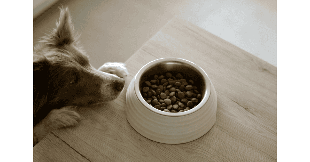 Large dog sniffing a full stainless dog bowl on a wooden table – best dog bowls for large dogs