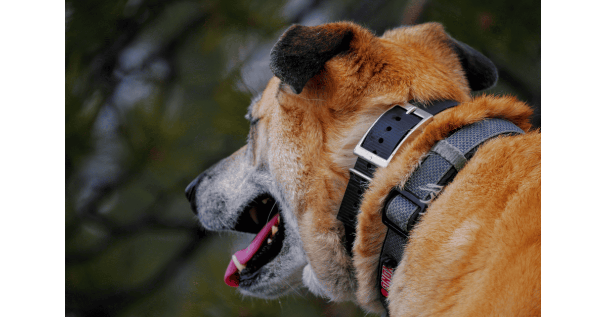 Large dog wearing a padded, reflective collar on leash during a city walk – best dog collars for large dogs