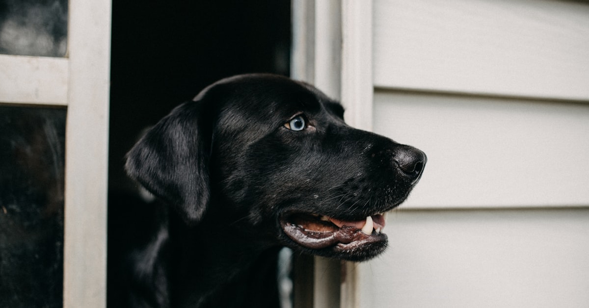 Black Labrador retriever standing near a white wooden door