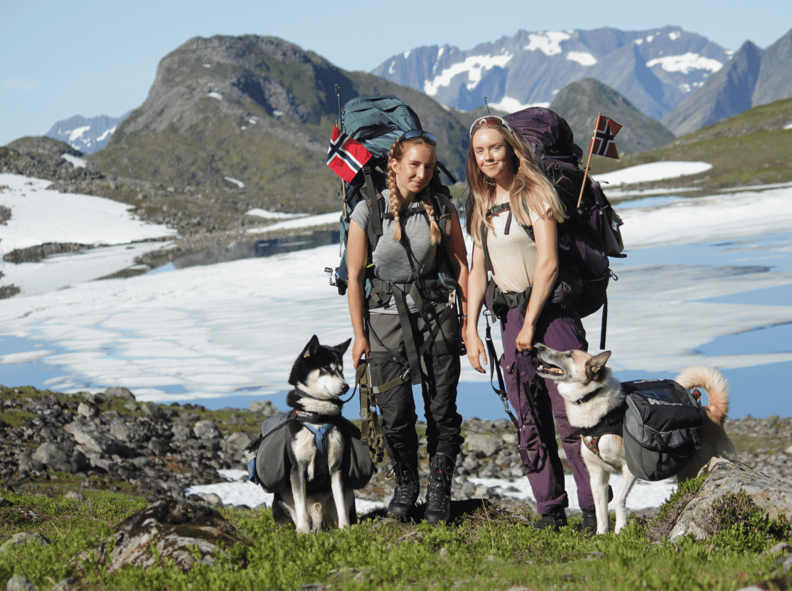 Large dog wearing a hiking backpack on a mountain trail