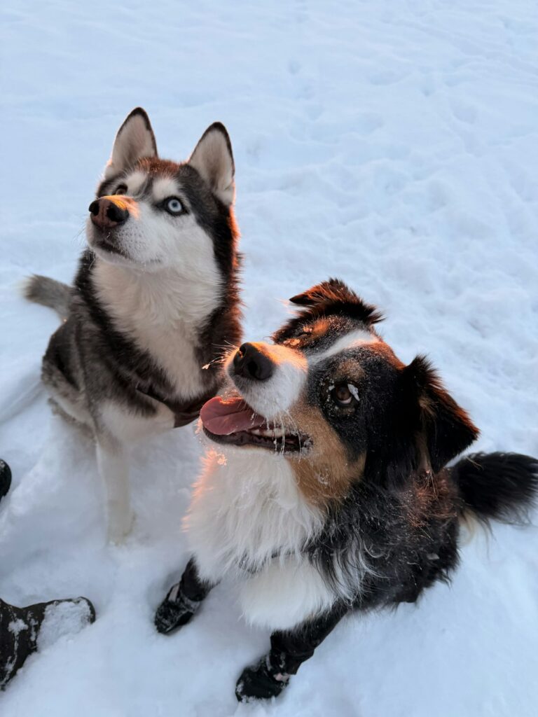Large dog wearing protective boots in the snow