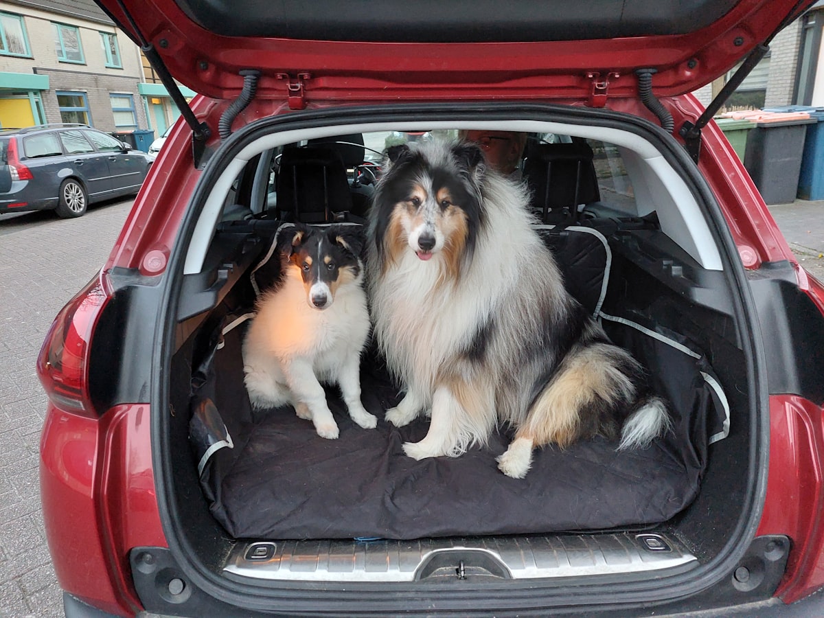 Large dog lying in the cargo area of an SUV, illustrating the need for a car barrier and cargo liner