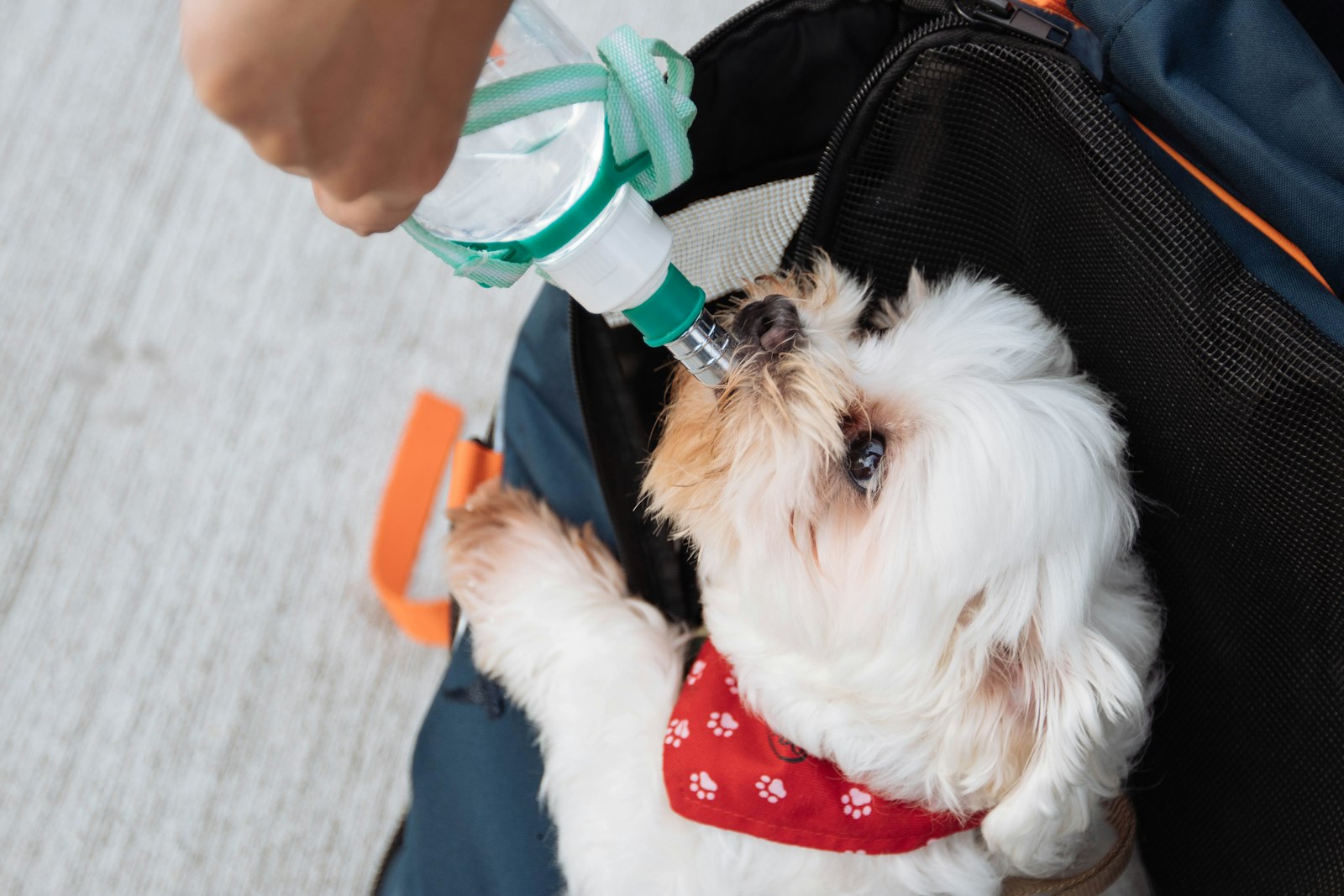 Dog drinking from a pet water fountain dispenser