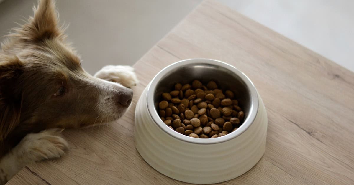 Brown and white dog eating food out of a bowl