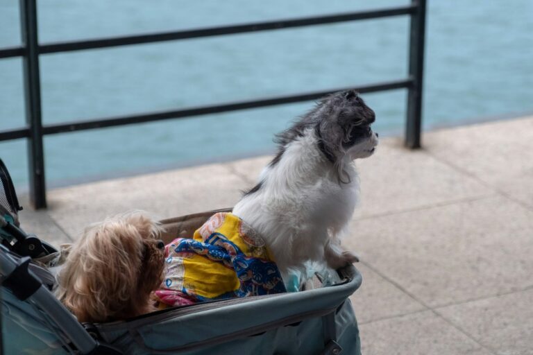 Large dog riding in a heavy-duty pet stroller outdoors