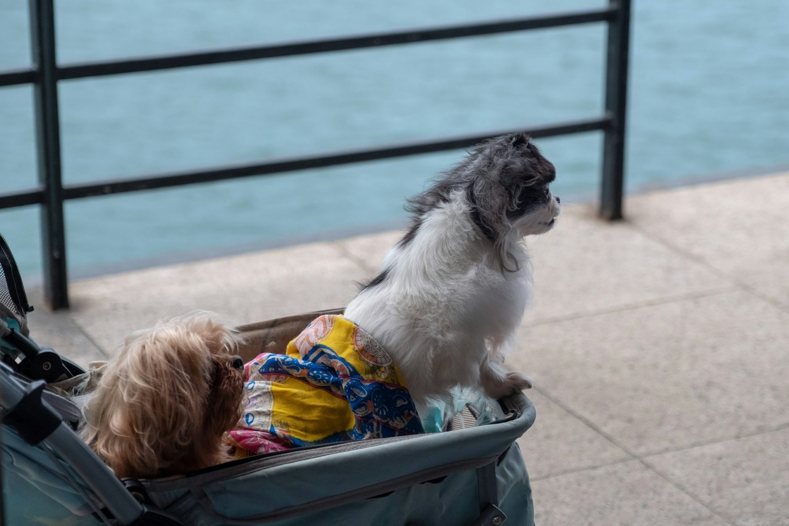 Large dog riding in a heavy-duty pet stroller outdoors