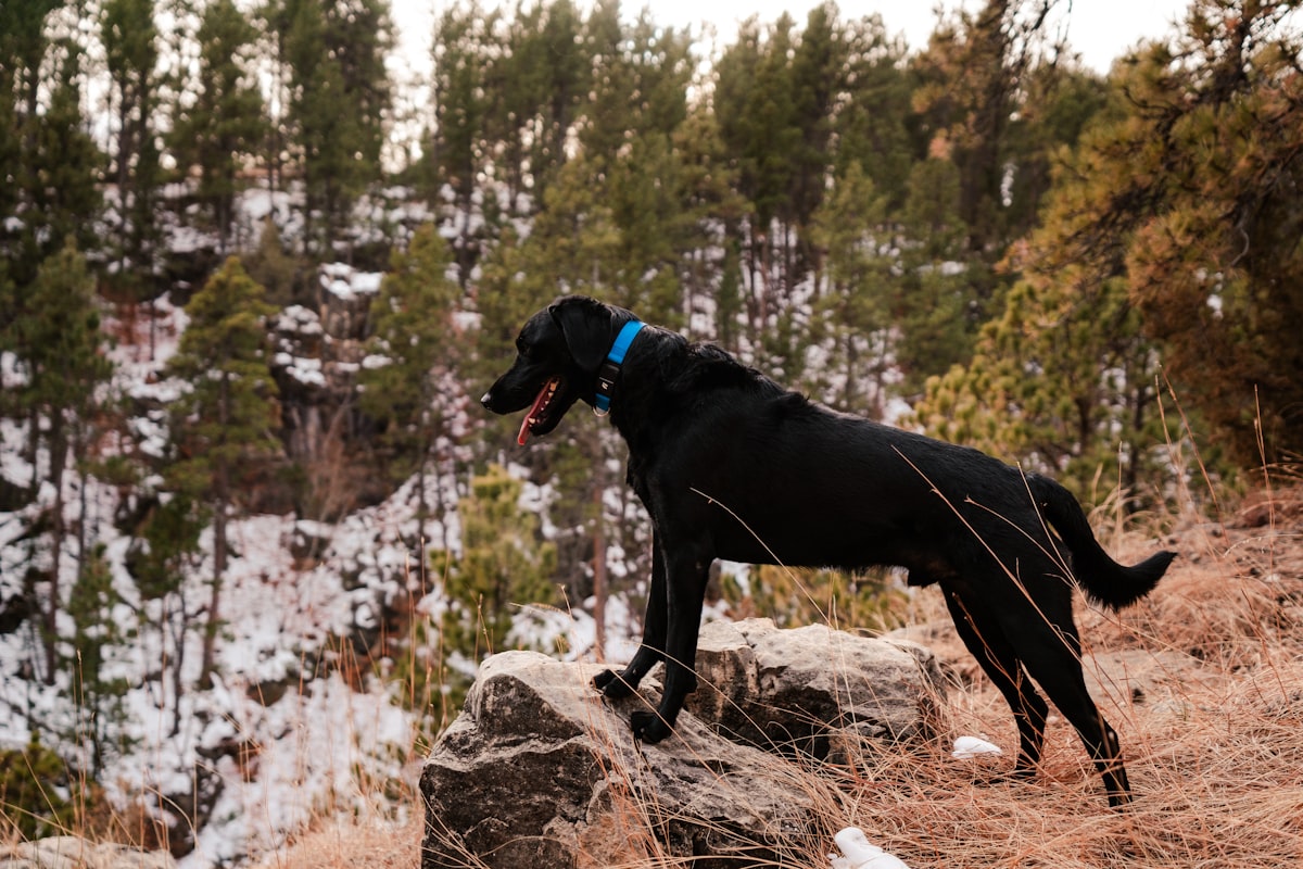 Large dog wearing a remote training e-collar outdoors