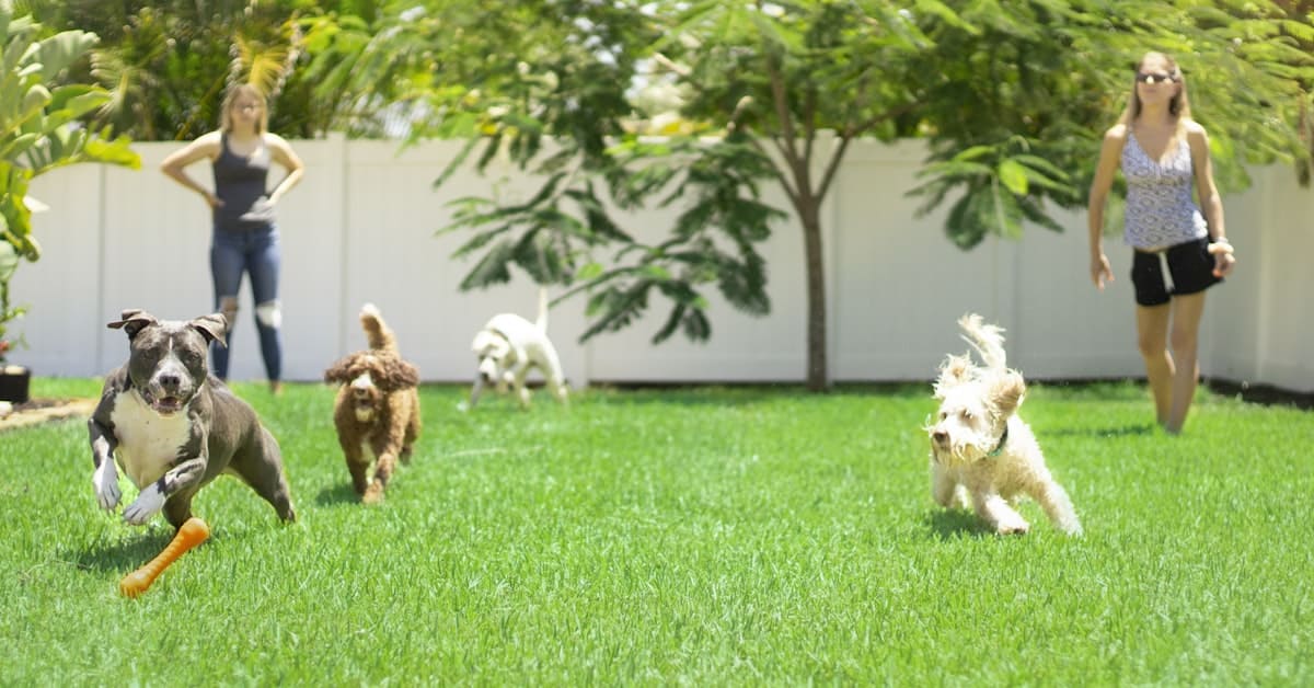 Two dogs standing on a green grass field in a yard