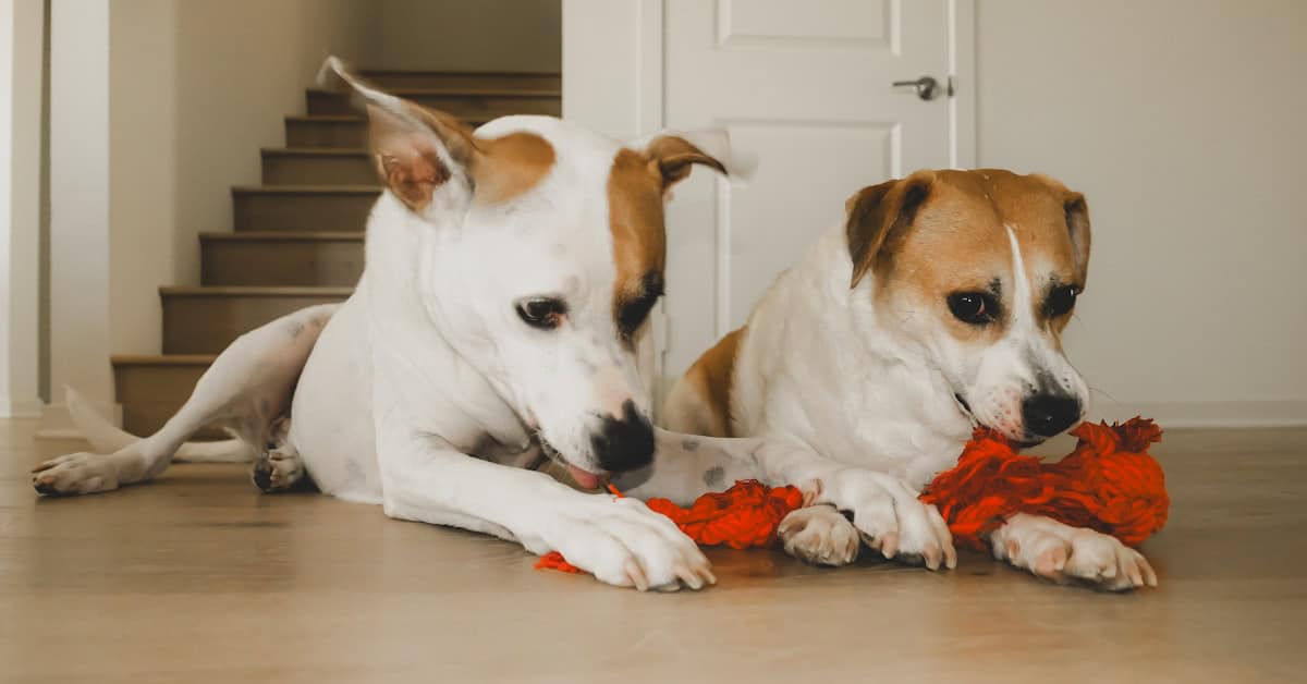 Two dogs playing with a red toy on the floor