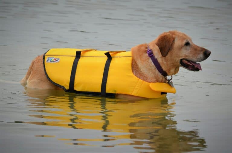Golden Retriever wearing a yellow flotation life jacket while standing in water
