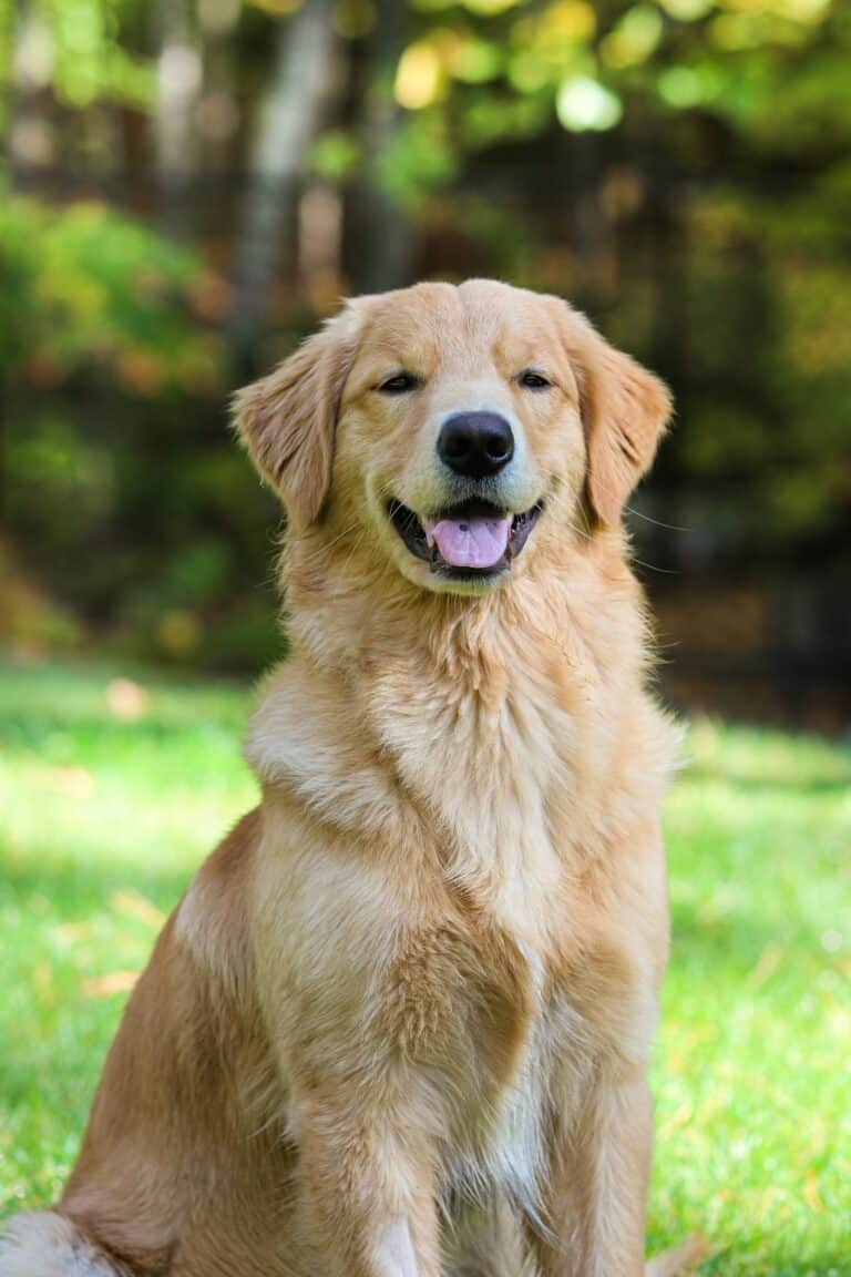 Golden retriever panting outdoors on a hot summer day, illustrating the need for a cooling vest for large dogs