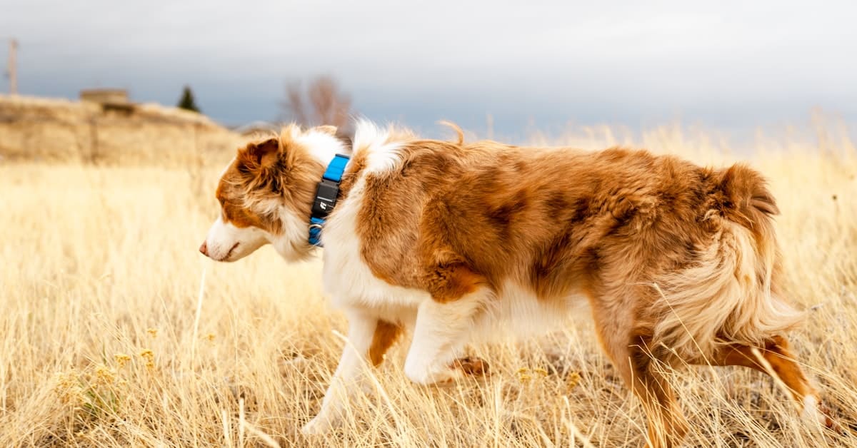 Large dog walking through a dry grass field wearing a GPS tracking collar