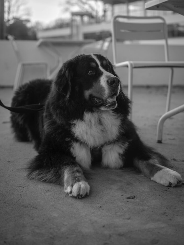 Large dog lying on a cool patio surface to beat summer heat