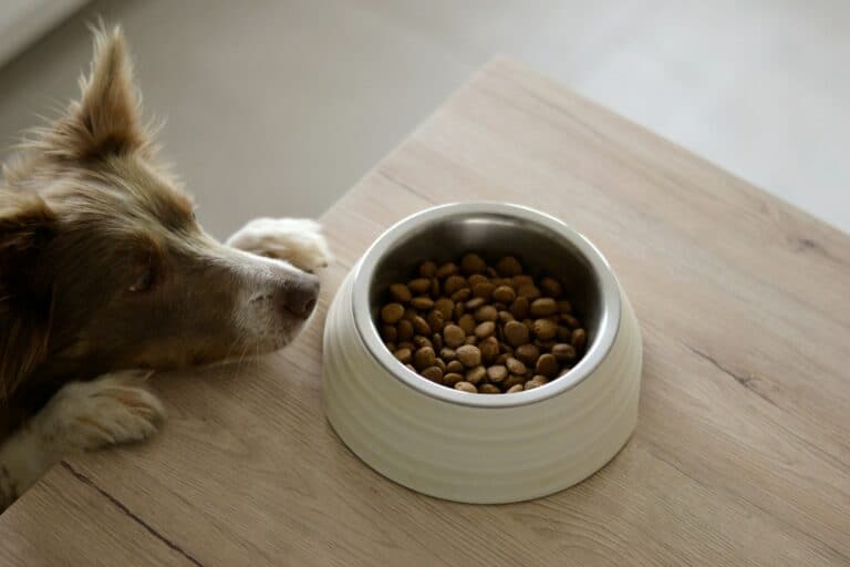 Large dog eating from a bowl
