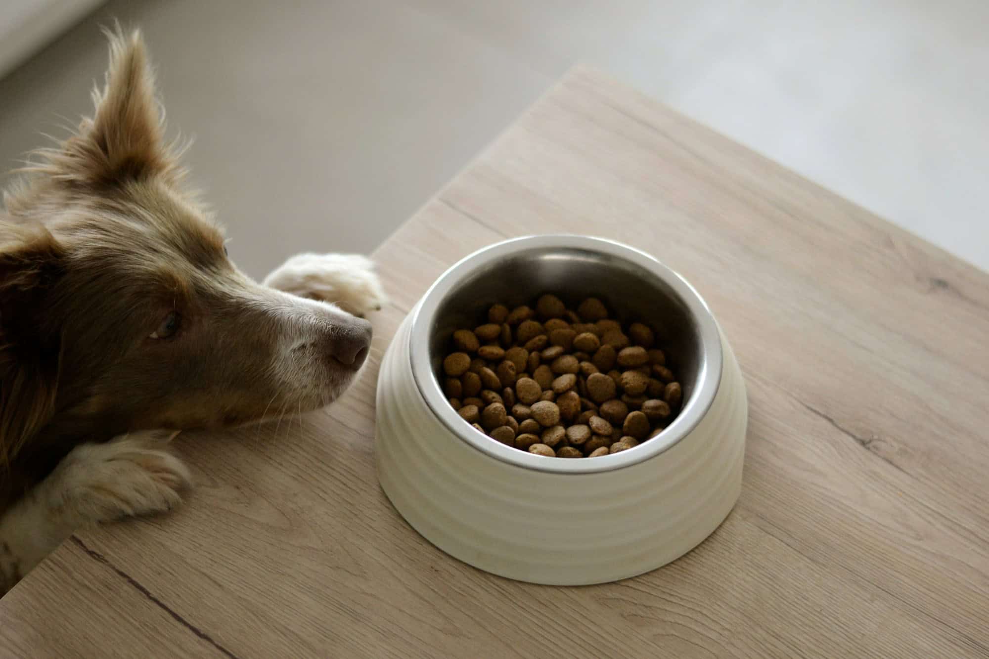 Large dog eating from a bowl