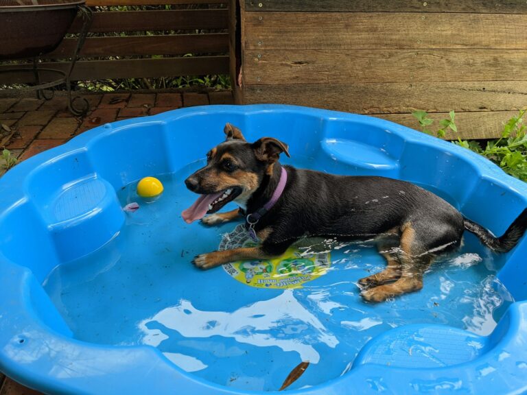 Large dog standing in a hard-plastic foldable pool in a backyard