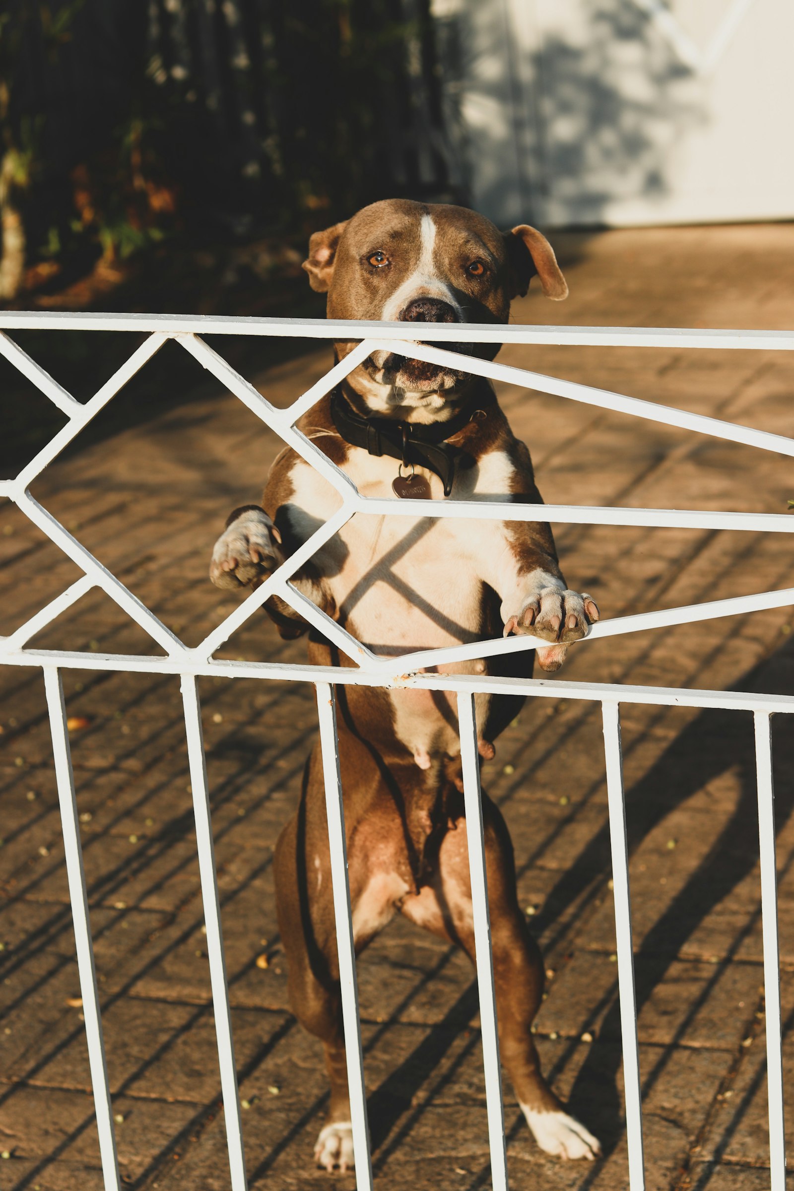 Large dog leaning against a tall pet gate indoors