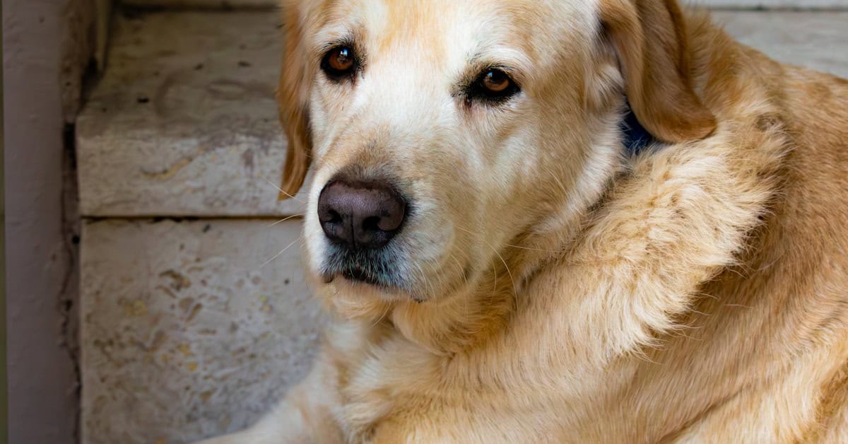 Large brown dog lying on a step