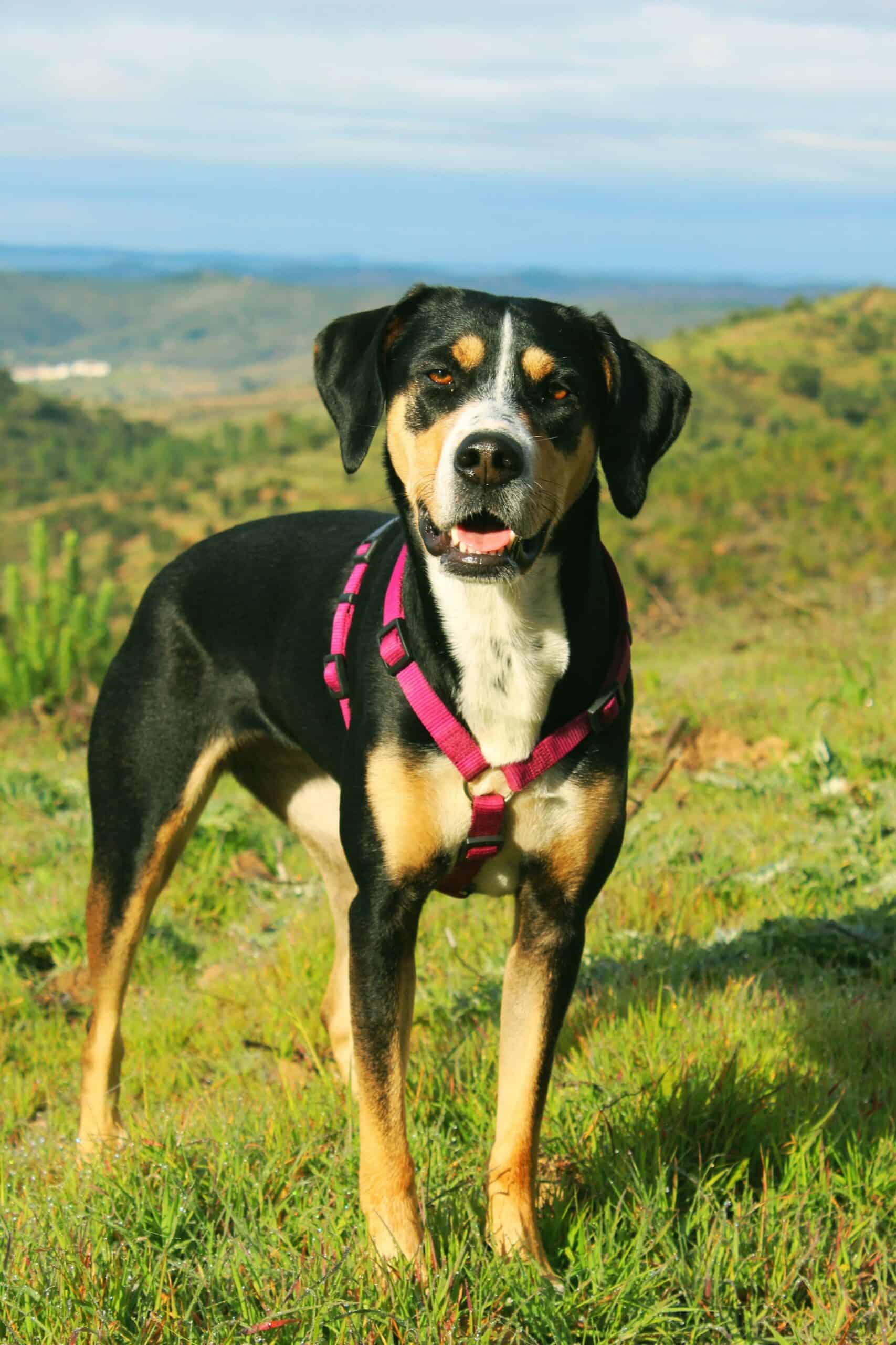 Large dog wearing a well-fitted harness standing outdoors on a hillside
