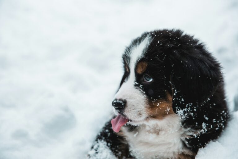 Large dog standing in snow wearing a winter coat
