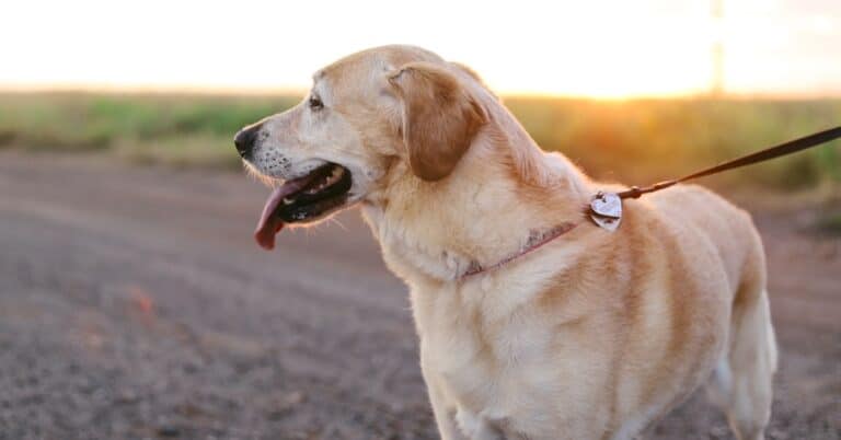 Yellow Labrador Retriever standing outdoors