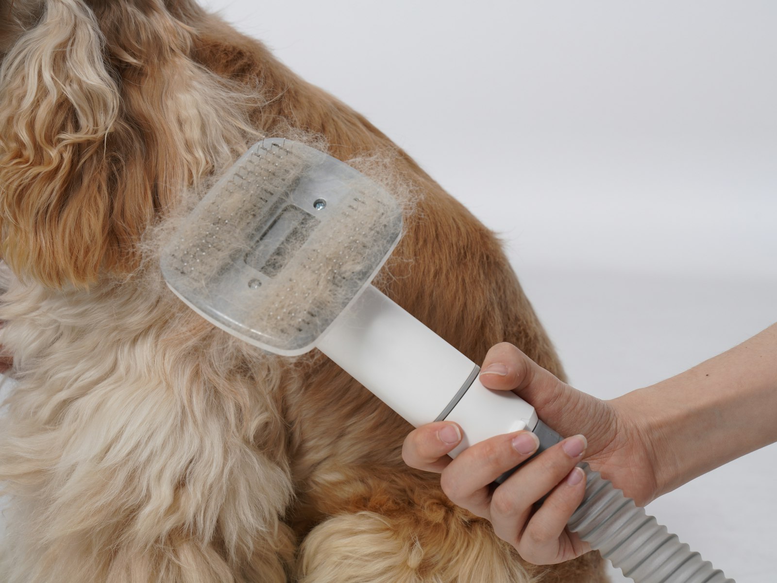 Grooming vacuum brush head packed with loose undercoat pulled from a thick-coated dog