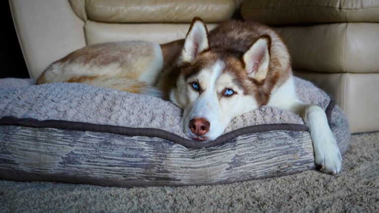 Siberian husky with a thick double coat resting on a dog bed indoors