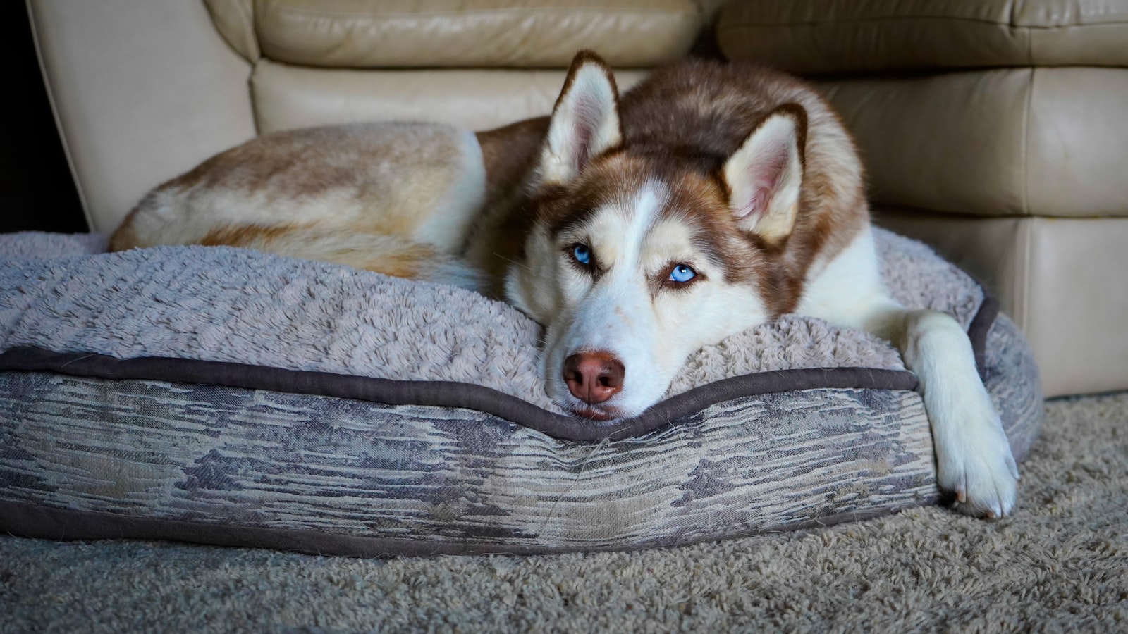 Siberian husky with a thick double coat resting on a dog bed indoors
