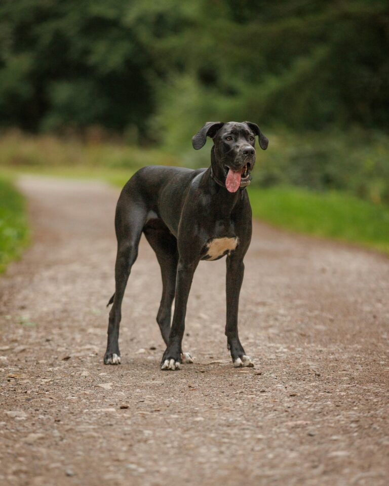 Large dog breed standing outdoors, used to illustrate the large dog breed weight chart