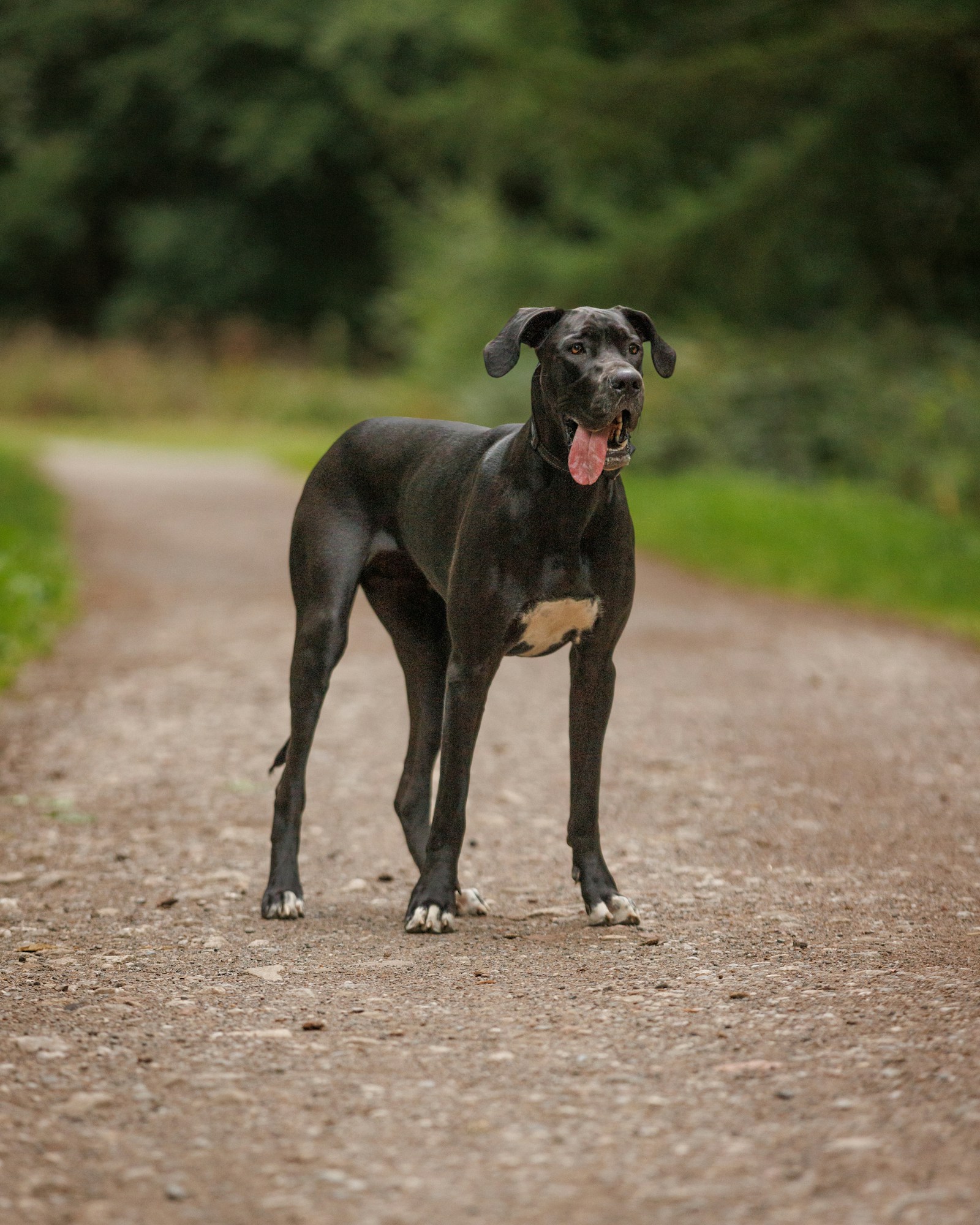 Large dog breed standing outdoors, used to illustrate the large dog breed weight chart