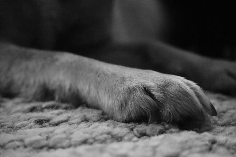 Close-up of a large dog paw resting on a rug, showing the nails