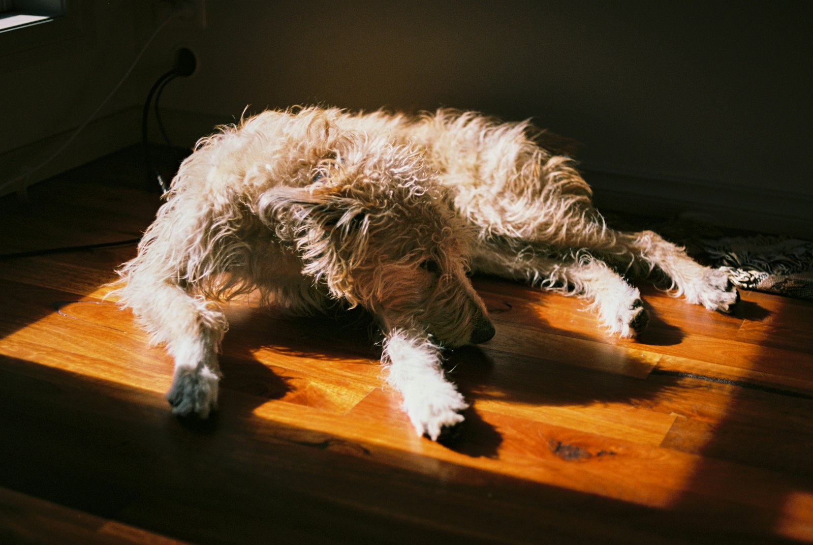 Large shaggy dog lying with its legs splayed on a hardwood floor