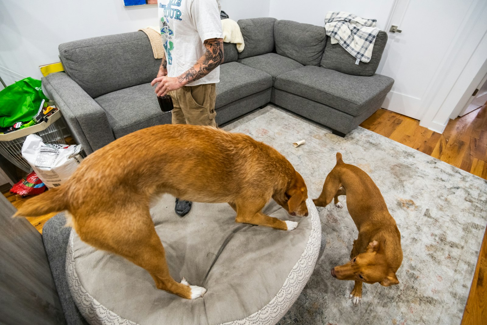 Two large dogs on a dog bed in a small apartment living room