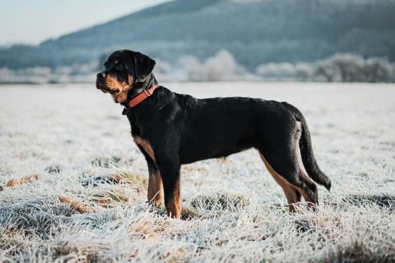 Rottweiler wearing a red collar standing in a frosty field