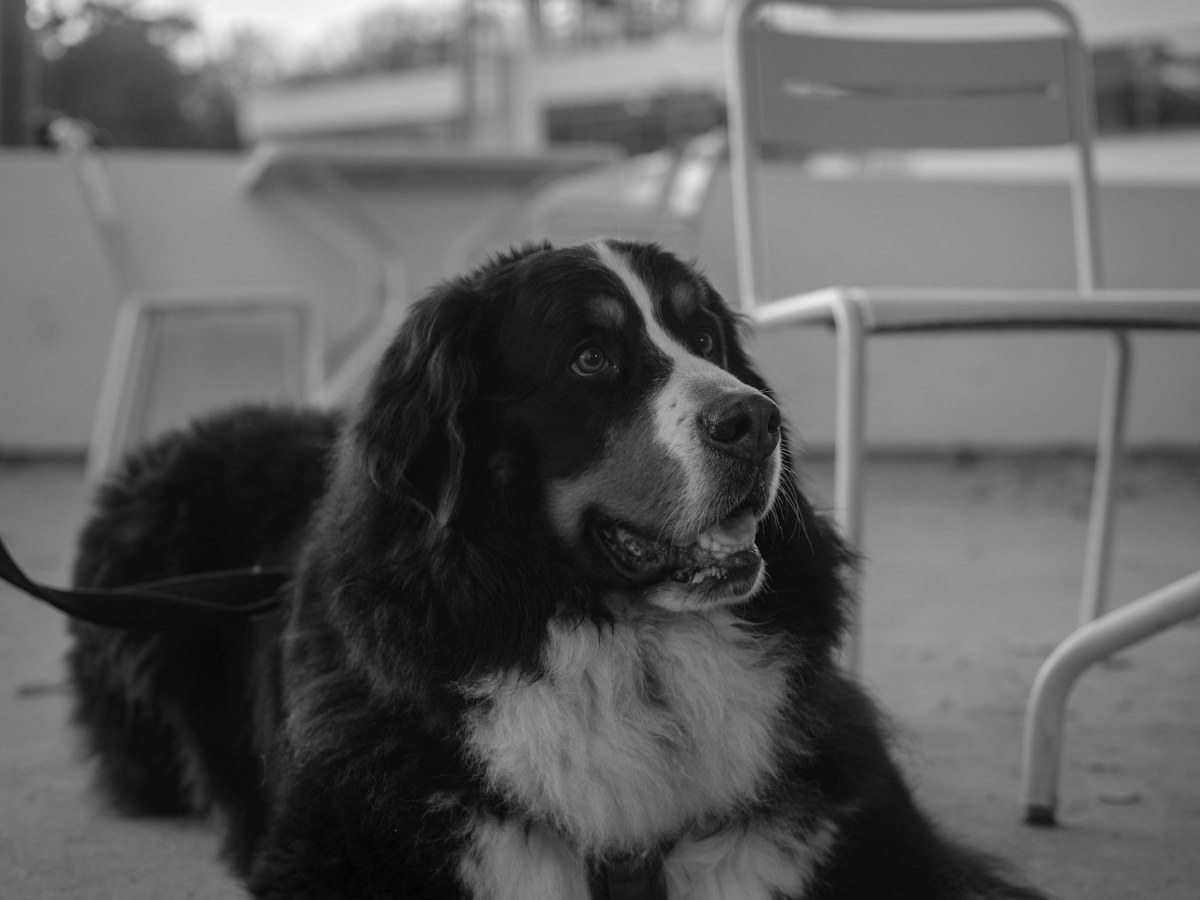 Bernese Mountain Dog resting outdoors, representative of a large dog in recovery