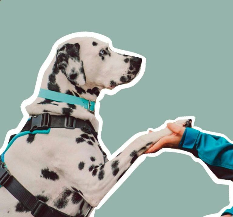 Dalmatian sticking its head out an open car window without a window guard installed