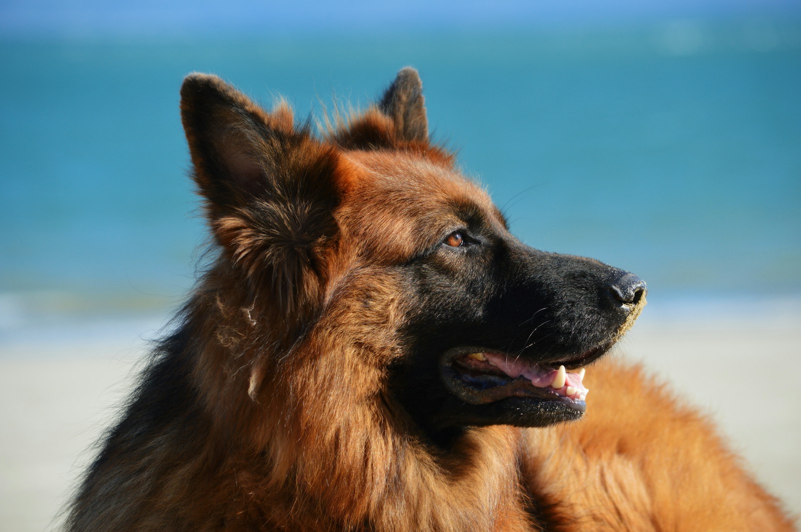 German Shepherd, a large breed dog