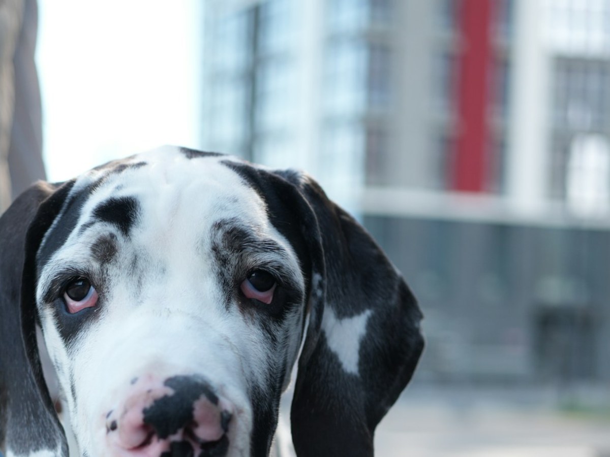 Great Dane, a giant breed with proportions the K9 Carts custom wheelchair is built for